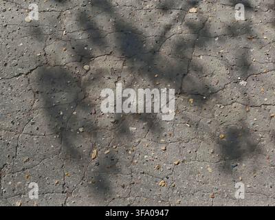 Shadows from nearby trees fall on cracked pavement, creating an abstract pattern on a sunny day in an urban area. Stock Photo