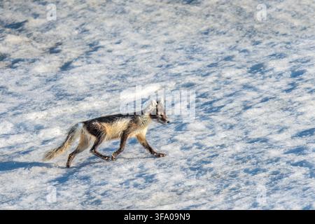 Arctic fox with changing fur coat navigating the snowy landscape, adapting to the spring season in its natural habitat. , Spitsbergen, Svalbard, Norwa Stock Photo