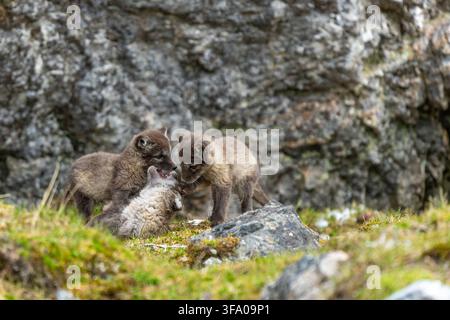 Three young arctic fox kits interacting playfully, bonding, and exploring their natural habitat in the wild tundra. , Spitsbergen, Svalbard, Norway Stock Photo