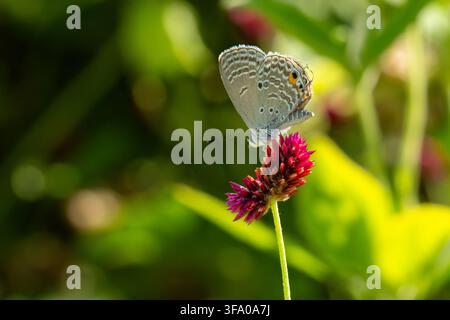Delicate Cycad Blue butterfly resting on a bright pink gomphrena flower, showcasing intricate wing patterns in a soft natural light. Photographed in I Stock Photo