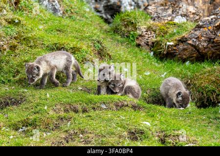 Young arctic fox pups exploring and playing on green grass. Wild animals living in their natural Arctic habitat. , Spitsbergen, Svalbard, Norway Stock Photo