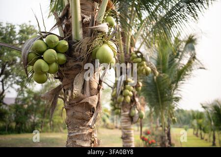 Green ripe coconuts in clusters hanging on coconut palm trees at farm plantation in Thailand. Stock Photo