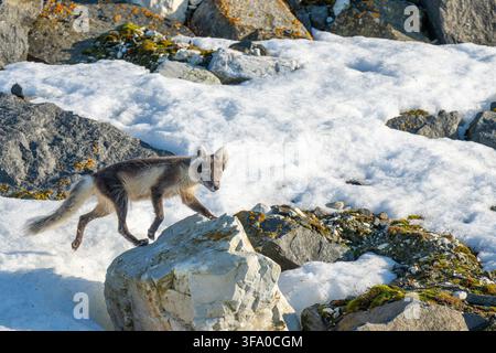 Arctic fox traversing rocky, snow covered arctic landscape. Wildlife adapting to harsh, cold natural habitat. , Spitsbergen, Svalbard, Norway Stock Photo