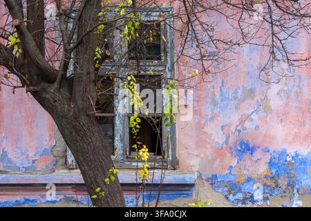 View of a weathered building wall with peeling pink and blue paint and an old wooden window frame partially obscured by a tree with sparse yellow leav Stock Photo