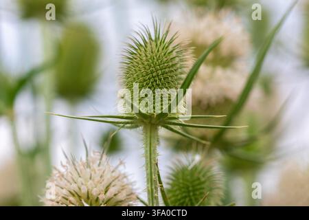 Macro image of a green teasel flower head in sharp focus with blurred background, showcasing its spiky texture and natural detail. Perfect for botanic Stock Photo