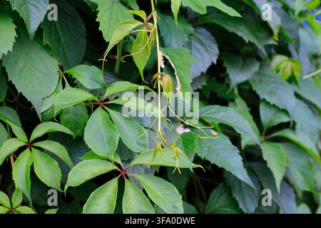 Lush foliage of Virginia creeper wild grape with hanging green shoots and tender tendrils. Concept of garden wall decoration, botanical hedge, and nat Stock Photo
