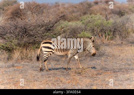 Mountain zebra with distinctive stripe pattern walking through dry African savanna. Wildlife in natural habitat. Photographed in Namibia Stock Photo