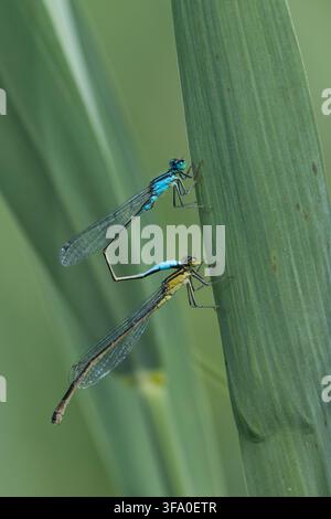 Große Pechlibelle, Grosse Pechlibelle, Pechlibelle, Paarung, Kopulation, Paarungsrad, Männchen und Weibchen, Pech-Libelle, Ischnura elegans, common is Stock Photo