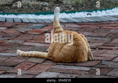 Orange Tabby Cat Grooming on Brick Pavement Stock Photo