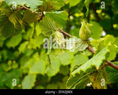 Green hazelnut husks hang among vibrant leaves on a branch. Sunlight filters softly through surrounding foliage. The hazelnuts are still developing an Stock Photo