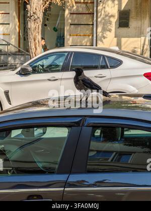 Black crow perched on top of a dark car. Crow stands still, watching surroundings. White car parked behind. Urban street scene with buildings and tree Stock Photo
