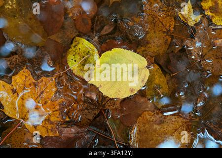 Close-up of a yellow autumn leaf floating among brown foliage in a shallow forest stream, with clear water ripples, bubbles, and natural seasonal text Stock Photo