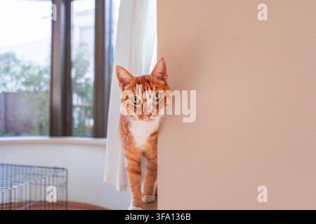 Ginger cat with alert green eyes peeks from behind a beige wall beside a bright window in a cozy home interior, creating a curious and playful domesti Stock Photo