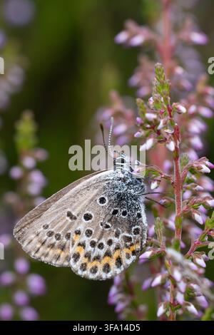 female silver-studded blue (Plebejus argus) perching on Calluna or common heather (Calluna vulgaris), found in Südheide in Lower Saxony, Germany Stock Photo