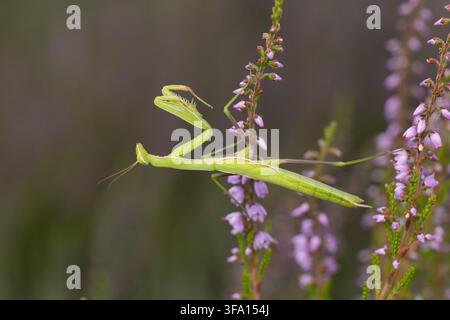 green female european mantis or praying mantis (mantis religiosa) perching on Calluna or common heather (Calluna vulgaris), found in Lower Saxony Stock Photo