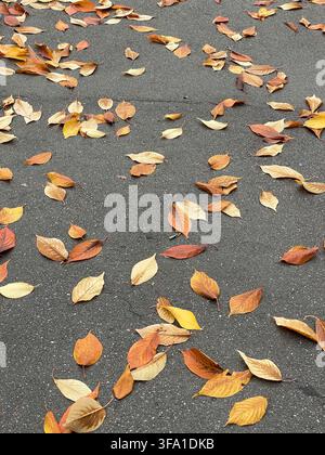 Fallen Autumn Leaves on Dark Pavement Stock Photo