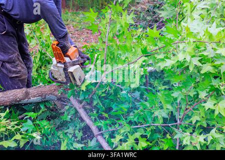 Contractor cuts down fallen tree branches with chainsaw while surrounded by green leaves fallen wood in forest. Stock Photo