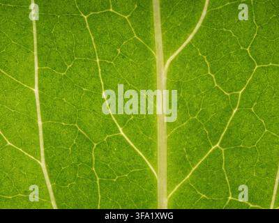 Macro view of a vibrant green leaf showing detailed veins and cellular texture. Bright, fresh botanical image conveying growth, ecology, organic patte Stock Photo