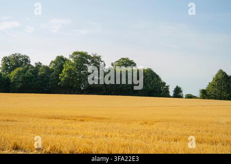 Wide landscape shot of a dry harvested golden wheat field with stubble, bordered by green trees, power lines, and a clear sky in the rural countryside Stock Photo