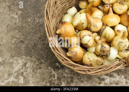 Onions in wicker basket from above Stock Photo