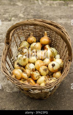 Onions in wicker basket outdoors Stock Photo