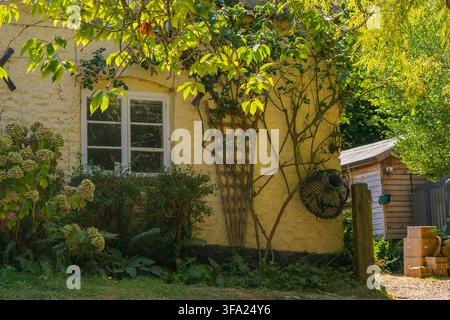 Charming view of an old cottage's yellow stucco wall, featuring a white wooden window, climbing rose vines on a trellis, blooming hydrangeas, and a ga Stock Photo