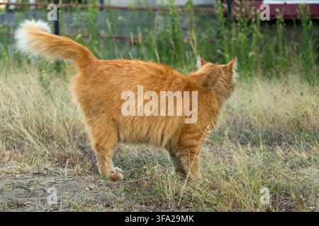 cat Stock Photo
