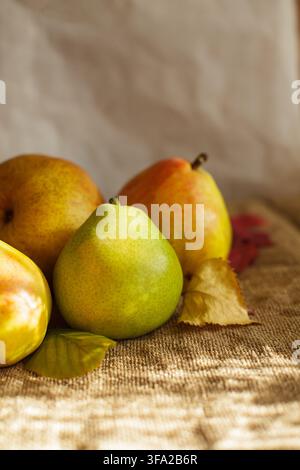 A group of fresh ripe organic pears with dry autumn leaves arranged on rustic burlap cloth in warm directional sunlight with copy space. Stock Photo