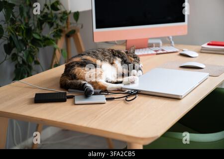 Naughty lazy domestic cat comfortably sleeping on owners working desk beside laptop and keyboard. Stock Photo