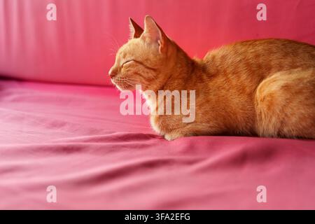 A ginger domestic cat rests with its eyes closed in side profile on pink fabric, with a plain pink background and generous copy space. Stock Photo