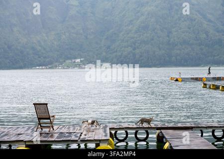 Two cats pass in opposite directions on a floating wooden dock overlooking Lake Batur and its forested caldera wall. Stock Photo