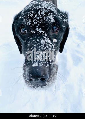 Black dog with snow-covered muzzle - Black Labrador dog outdoor in winter standing in the snow with snow on the face Stock Photo