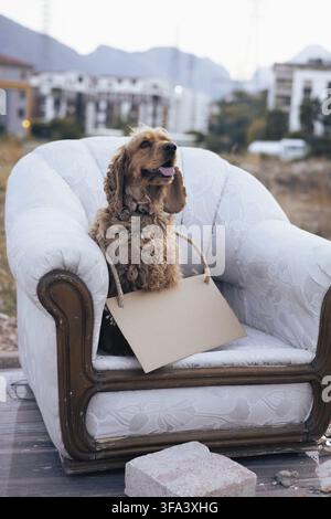 A cheerful dog sits comfortably on a vintage sofa, holding a blank sign with a rope. The cozy atmosphere is enhanced by the presence of small pumpkins Stock Photo