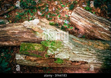 Moss-Covered Fallen Logs on a Forest Floor Stock Photo