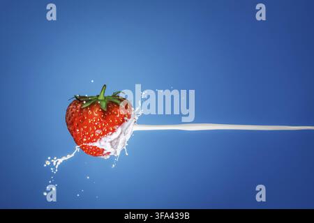 Milk splash with strawberries isolated on a blue background Stock Photo