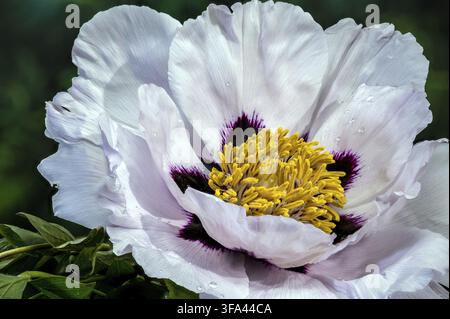 A stunning white tree peony in full bloom featuring a dark purple center and yellow stamens, with delicate water drops on the petals against a lush gr Stock Photo