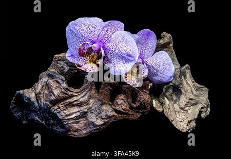 Vibrant purple spotted moth orchids resting on a textured piece of natural driftwood, isolated against a solid black background Stock Photo