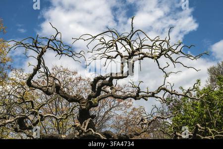 A wide low-angle shot of the intricate, winding, and gnarled branches of a deciduous tree starting to bud, set against a bright blue sky with scattere Stock Photo