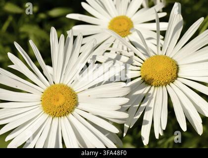 Leucanthemum maximum Ramond ex DC. max chrysanthemum, giant daisy in full bloom with characteristic white petals and yellow centers Stock Photo