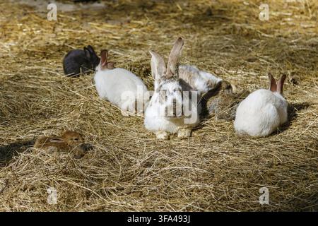 A group of domestic rabbits, including white, brown, and speckled varieties, resting together on a large bed of dry hay under bright sunlight, symboli Stock Photo