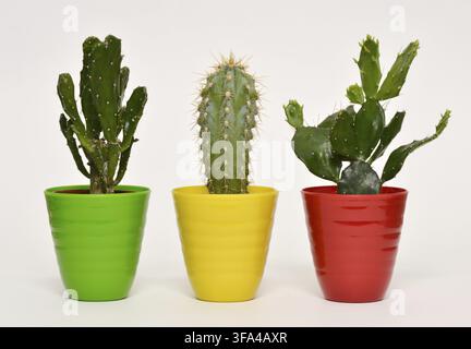 Set of small cacti in colourful ceramic pots as decorative houseplants on white Stock Photo