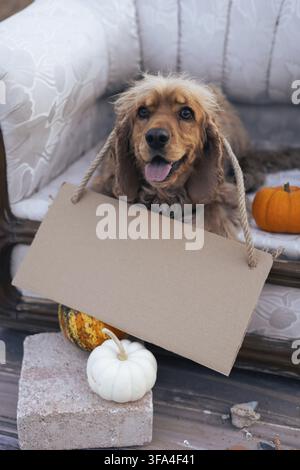 A cheerful dog sits comfortably on a vintage sofa, holding a blank sign with a rope. The cozy atmosphere is enhanced by the presence of small pumpkins Stock Photo