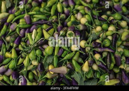 Assortment of green and purple chili peppers Stock Photo