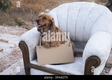 A cheerful dog perches on a vintage couch, holding a bag in its mouth. The setting features an urban background with sparse vegetation and buildings i Stock Photo