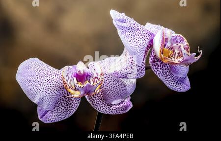Detailed macro shot of vibrant purple speckled moth orchids featuring morning dew drops against a dark, warm bokeh background Stock Photo
