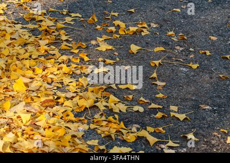 Fallen Yellow Ginkgo Leaves On Dark Asphalt Pavement Stock Photo