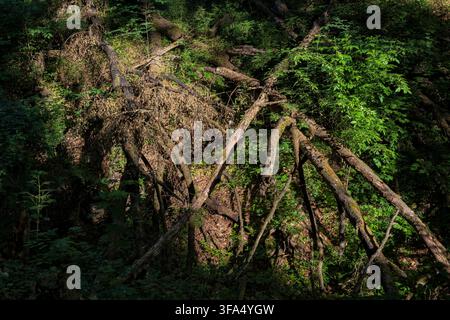 Forest wilderness, steep slope of a mountain with fallen trees and lush vegetation in sunlight. Stock Photo