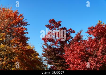 Colorful Autumn Tree Foliage and Canopy Against Blue Sky Stock Photo