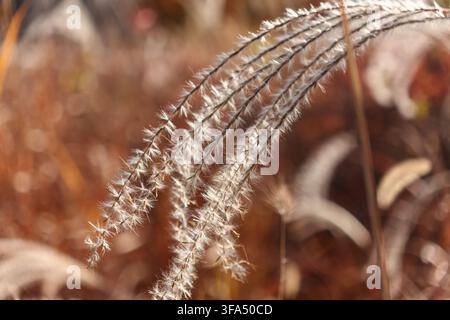 Close Up of Fluffy Silver Grass with Soft Bokeh Background Stock Photo