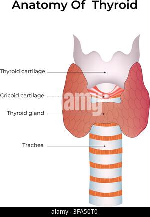 Thyroid Anatomy Showing Thyroid Gland Cartilage and Trachea Medical Illustration Stock Vector